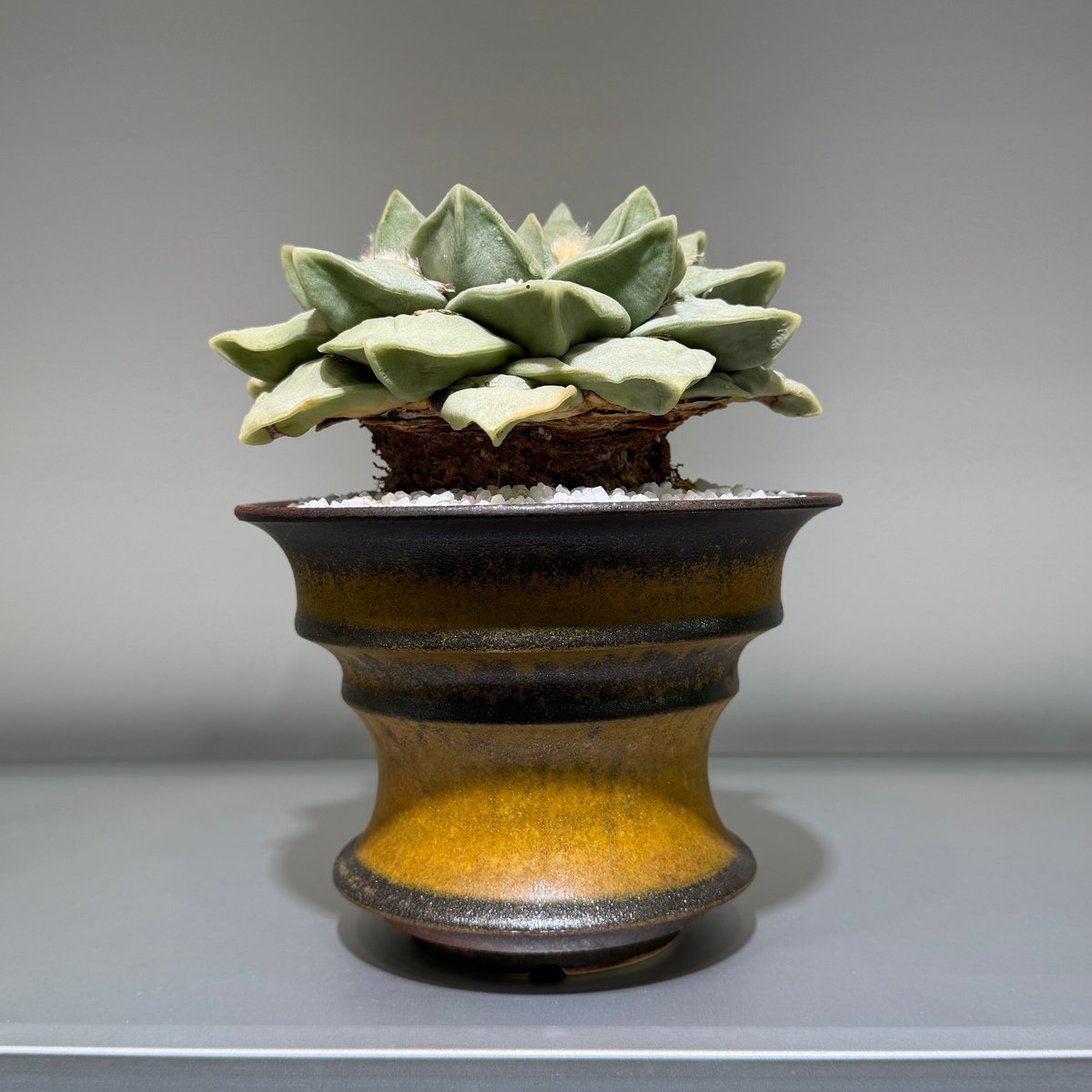 アリオカルプス　玉牡丹 アリオカルプス 玉牡丹 yellow brown pot | MEGASHEEP
