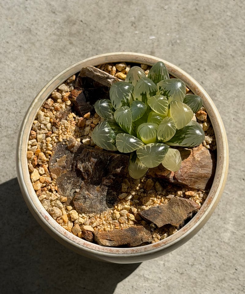 ハオルチア オブツーサ錦 yellow pot | MEGASHEEP