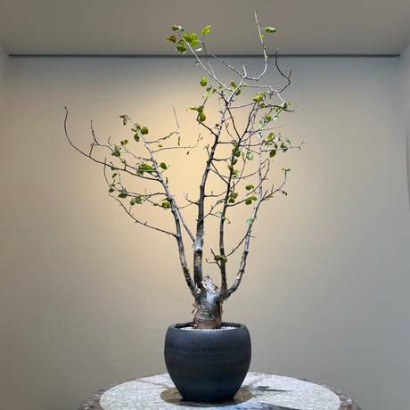 コミフォラ | STORES