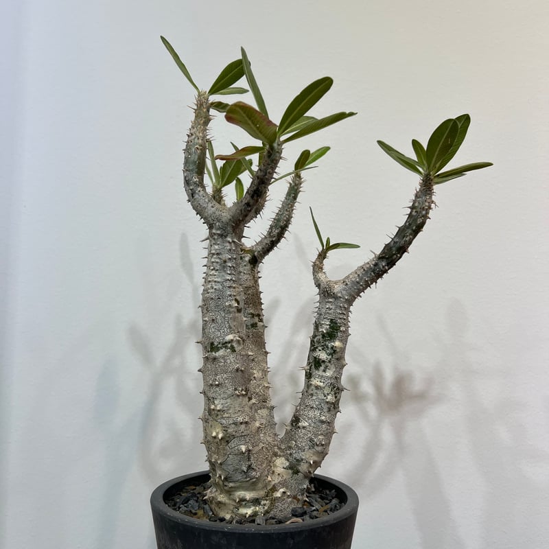 パキポディウムロスラーツム | MEGASHEEP