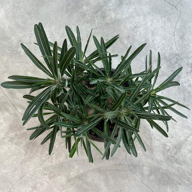 小野瀬一　陶器鉢　植物　アガベ　サボテン　グラキリス CATEGORY 小野瀬一 作 植木鉢 | Botanical Holic