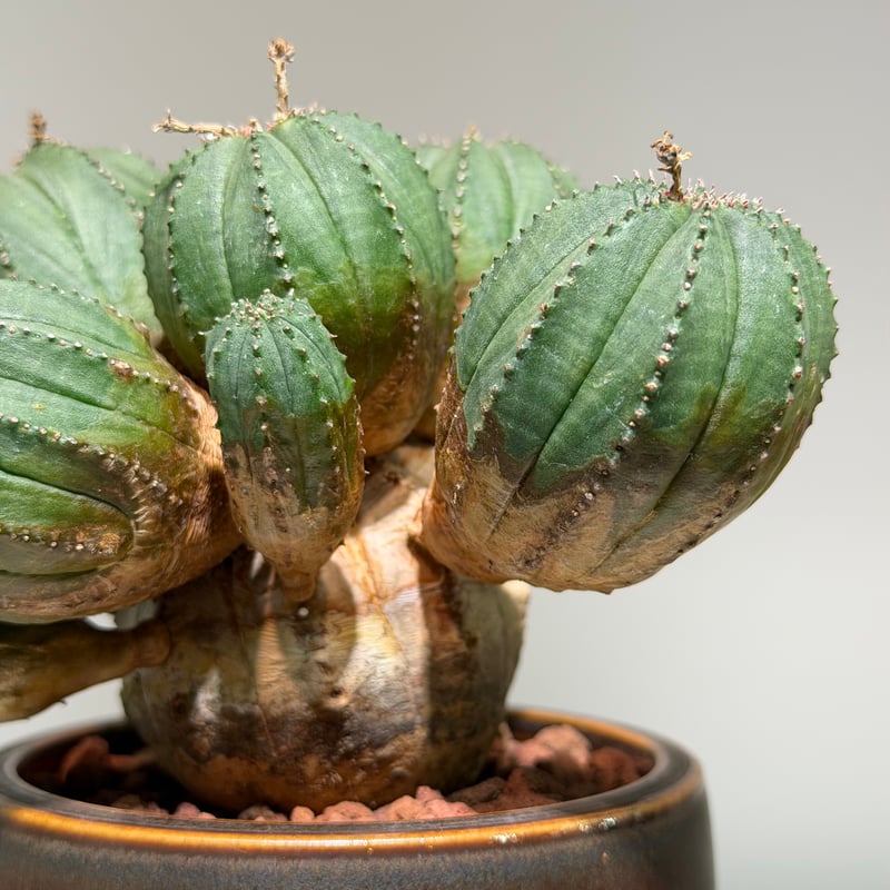 ユーフォルビア オベサ 梵天 斑入 モンスト | MEGASHEEP