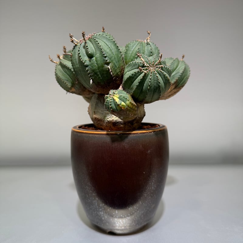 ユーフォルビア オベサ 梵天 斑入 モンスト | MEGASHEEP