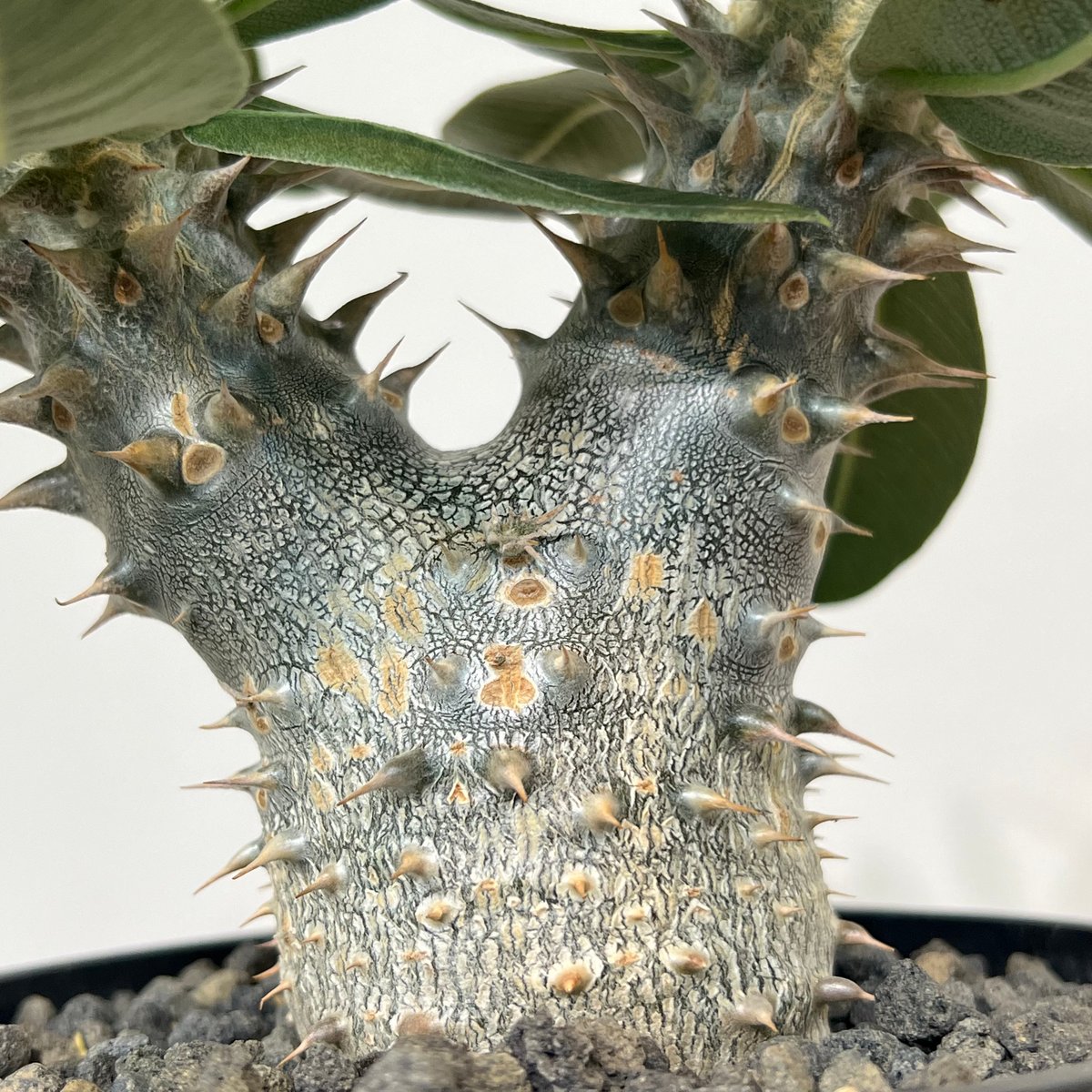 パキポディウムホロンベンセ | MEGASHEEP