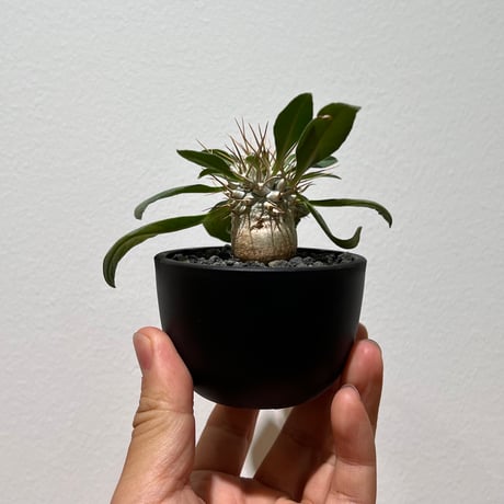 パキポディウム光堂 | STORES