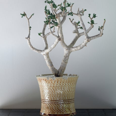 オトンナフルカタ | STORES