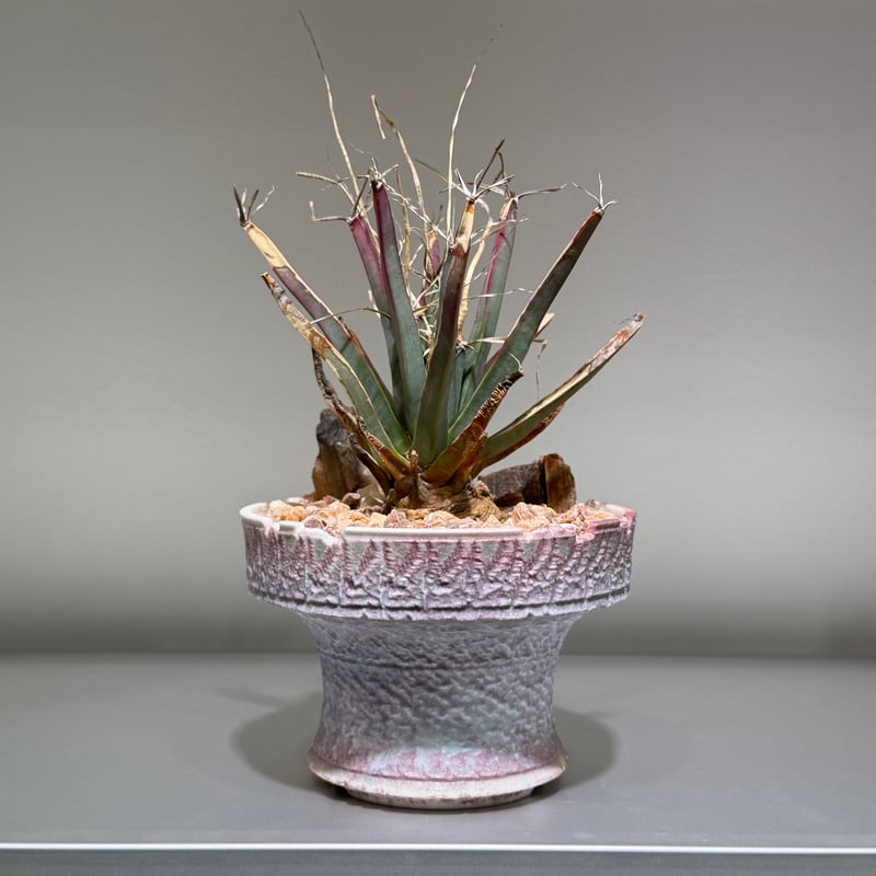 レウクテンベルギア プリンキピス 晃山 Pink pot | MEGASHEEP