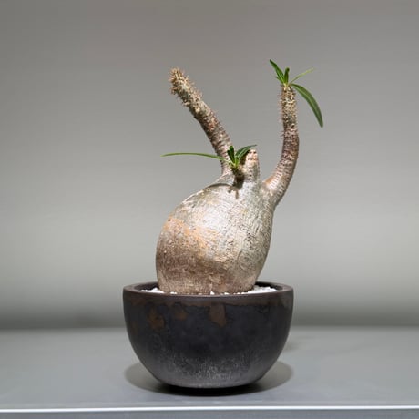 パキポディウムグラキリス | STORES