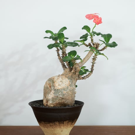 パキポディウムウィンゾリー | STORES