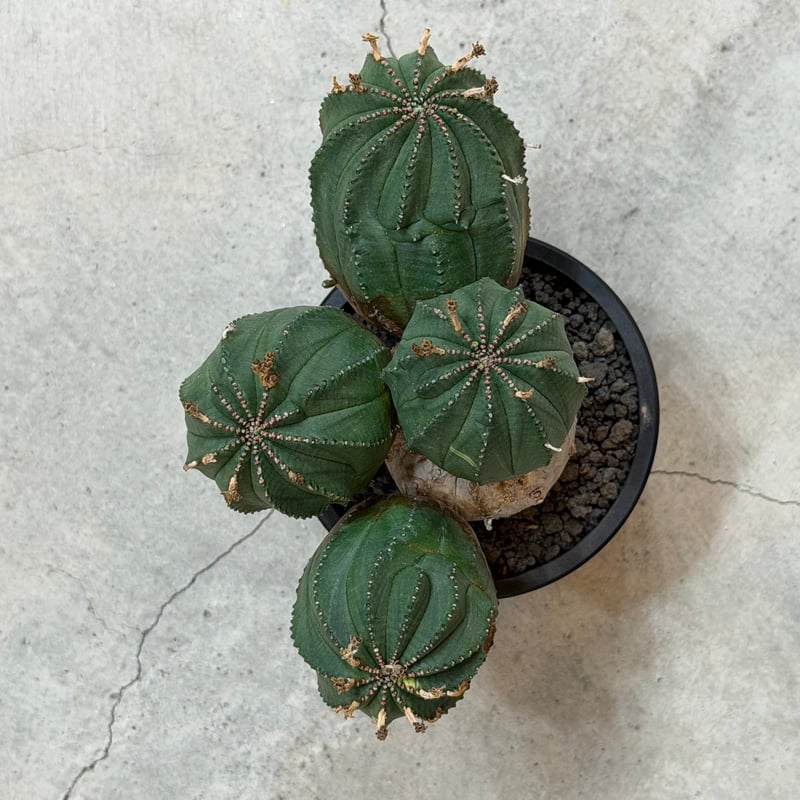 ユーフォルビア　オベサ梵天 ユーフォルビア オベサ梵天 – MOLLIS