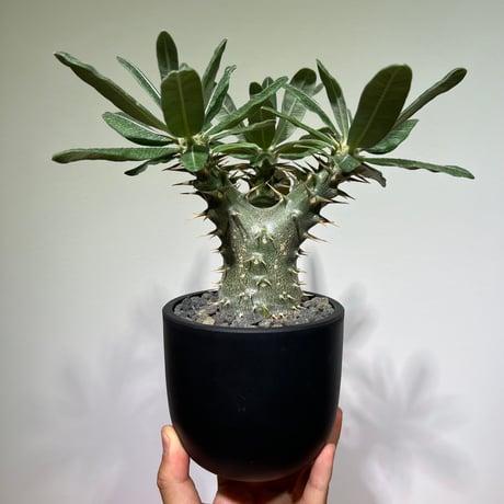 パキポディウムロスラーツム | STORES