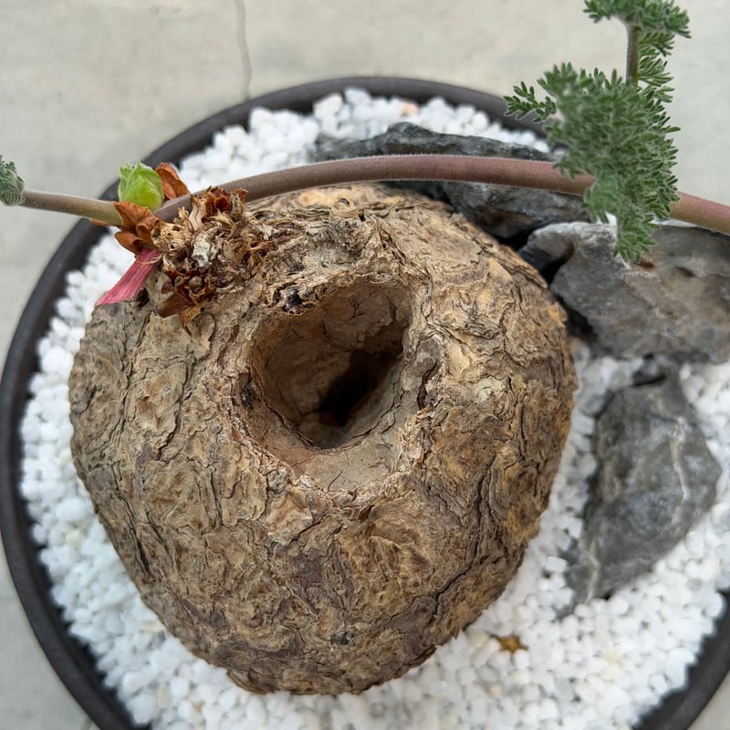 ペラルゴニウム トリステ × saki Hoshigumo dark -星雲- | MEGAS