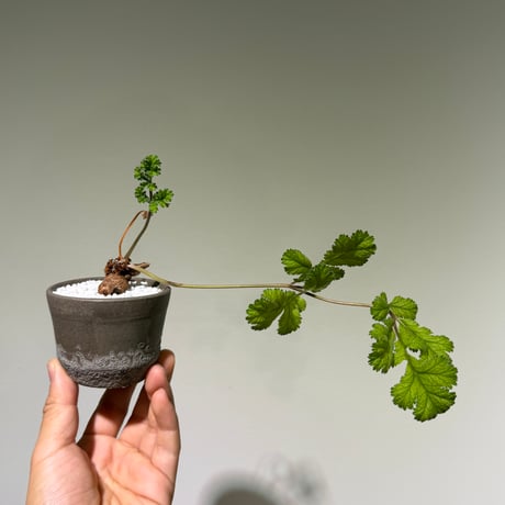 ペラルゴニウムロバツム | STORES