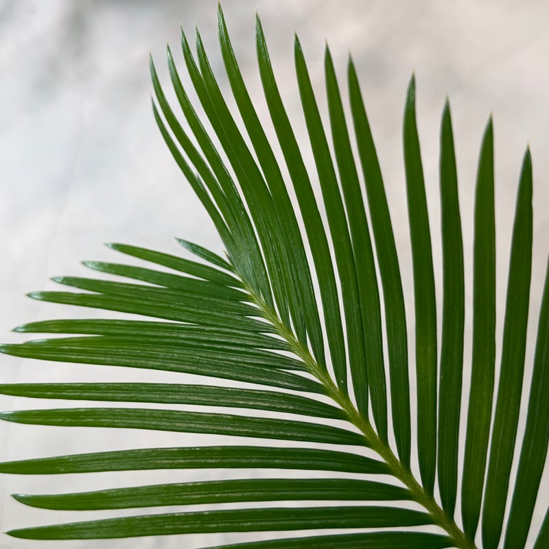 ソテツ サイカス レボルタ | MEGASHEEP