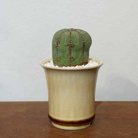 ユーフォルビアオベサ | STORES