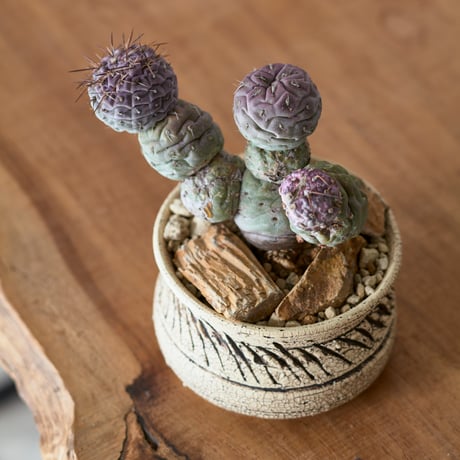 テフロカクタスゲオメトリクス | STORES