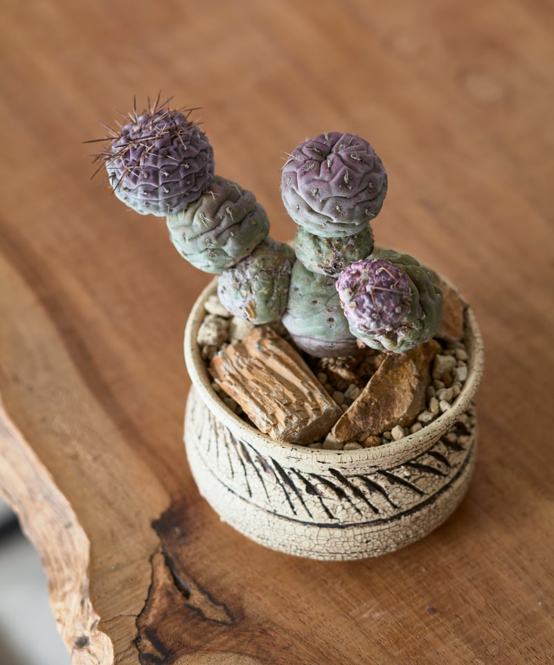 テフロカクタス ゲオメトリクス 斑入り × saki earthenware | MEGASHEEP