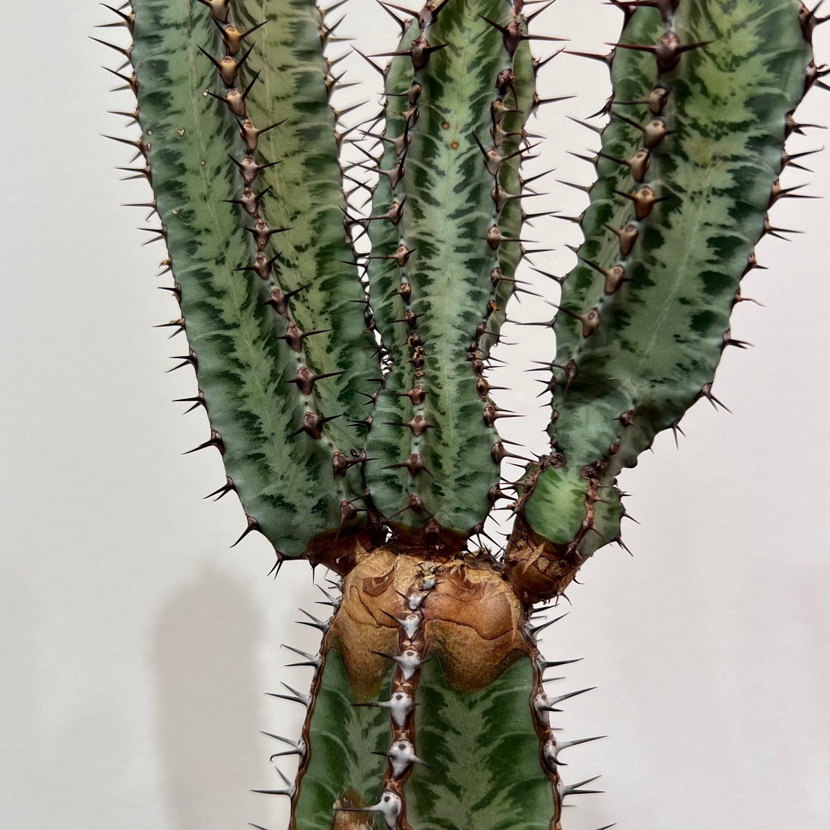 ユーフォルビアコンフィナリス | MEGASHEEP