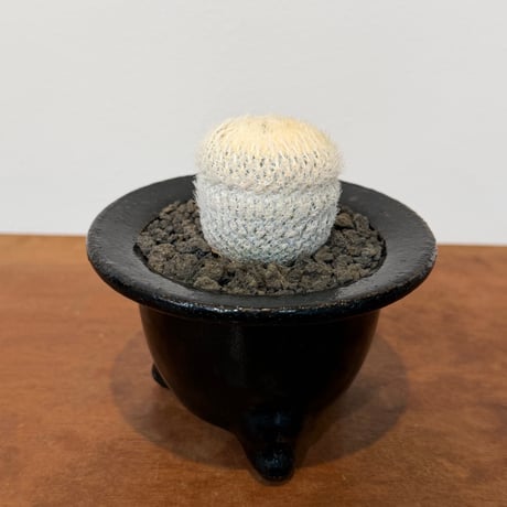 エピテランサ 月世界 小人の帽子セットＡ 鉢のまま発送 エピテランサ | STORES