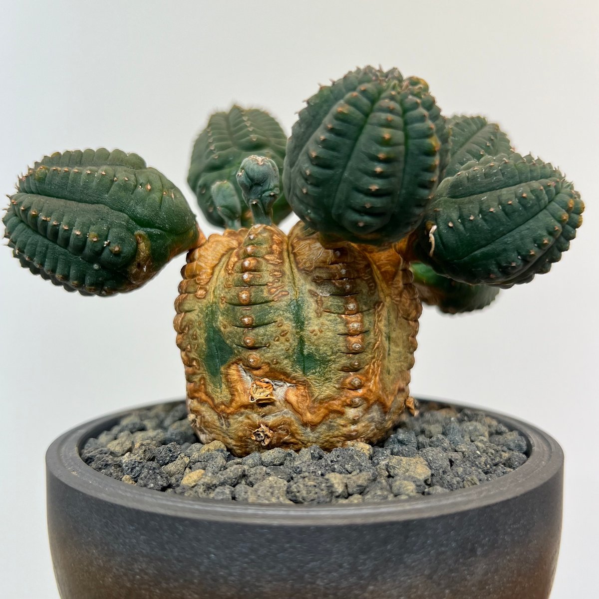 g*r様 ユーフォルビア・オベサ雌株 発根済み鉢付き 現地株