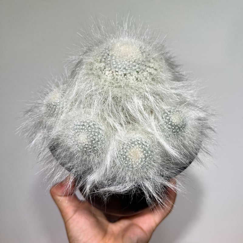 【古株群生】翁玉 玉翁殿 白鳥 白星 姫春星 マミラリア 古株群生】翁玉 玉翁殿 白鳥 白星 姫春星 マミラリア