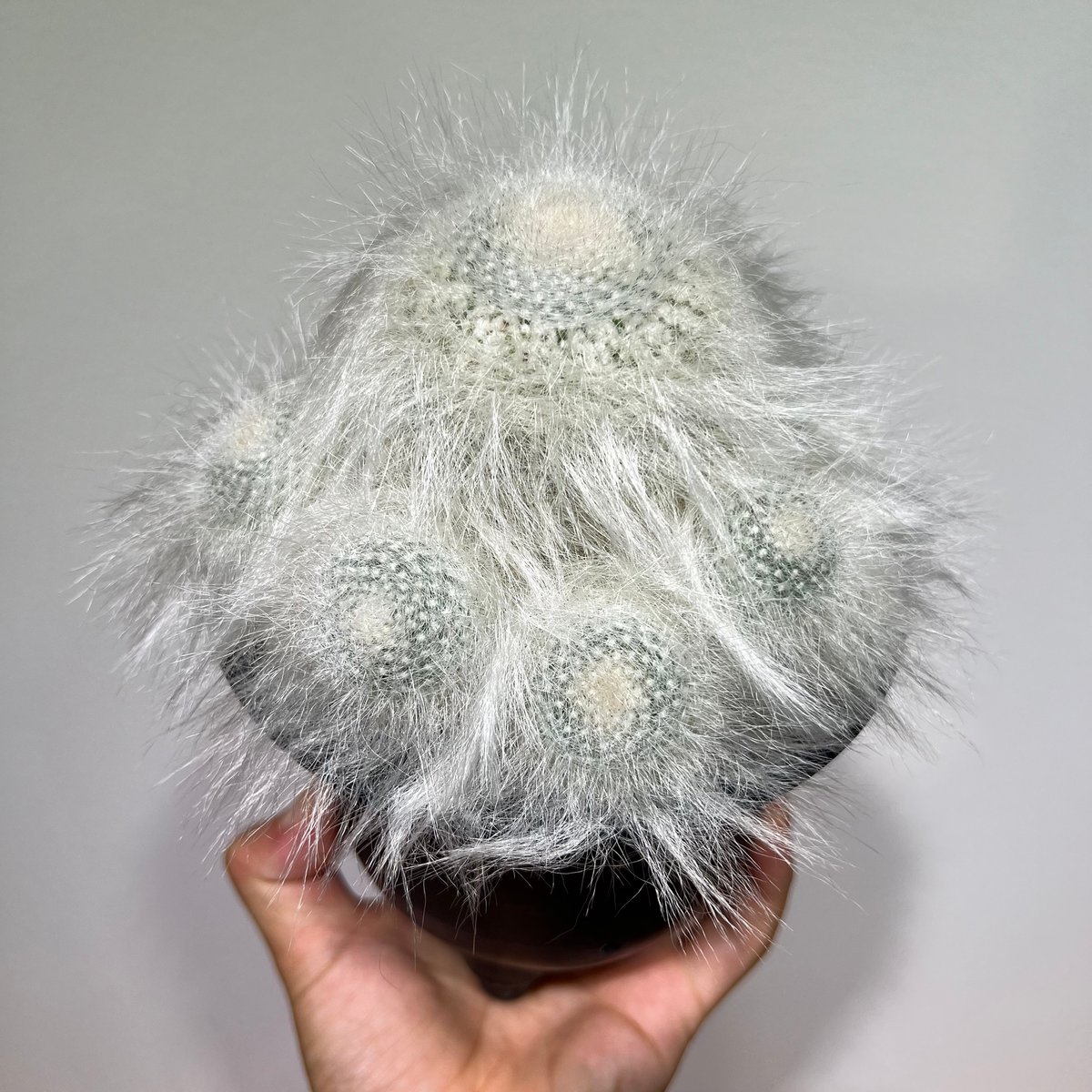 マミラリア穴原玉翁殿 群生 | MEGASHEEP マミラリア穴原玉翁殿 群生 | MEGASHEEP