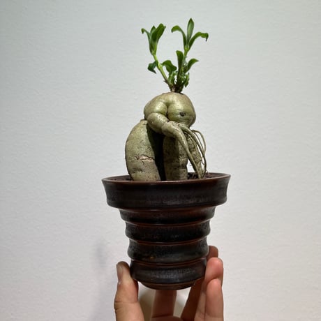 ラフィオナクメ　ベルチナ　巨大　塊根植物 ラフィオナクメ・プロクンベンス/盆栽、多肉植物、塊根植物