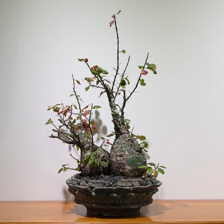 フォークイエリアファシクラータ | STORES