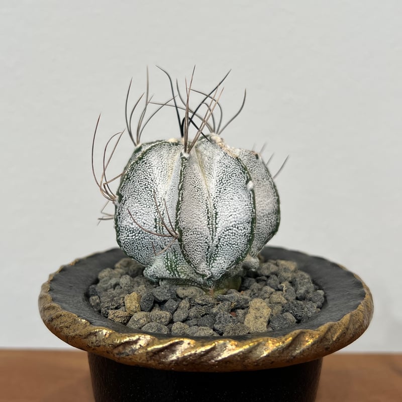 アストロフィツム特白瑞鳳玉 | MEGASHEEP