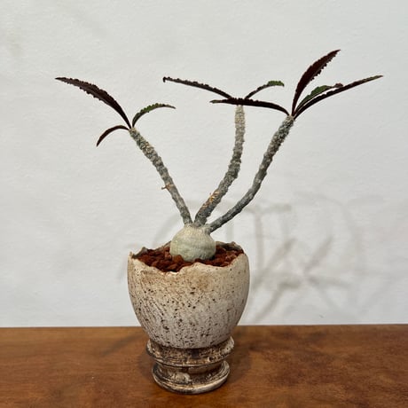 ワリンギアエ | STORES