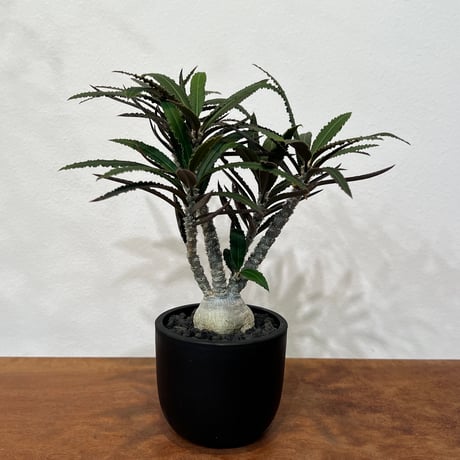 ワリンギアエ | STORES