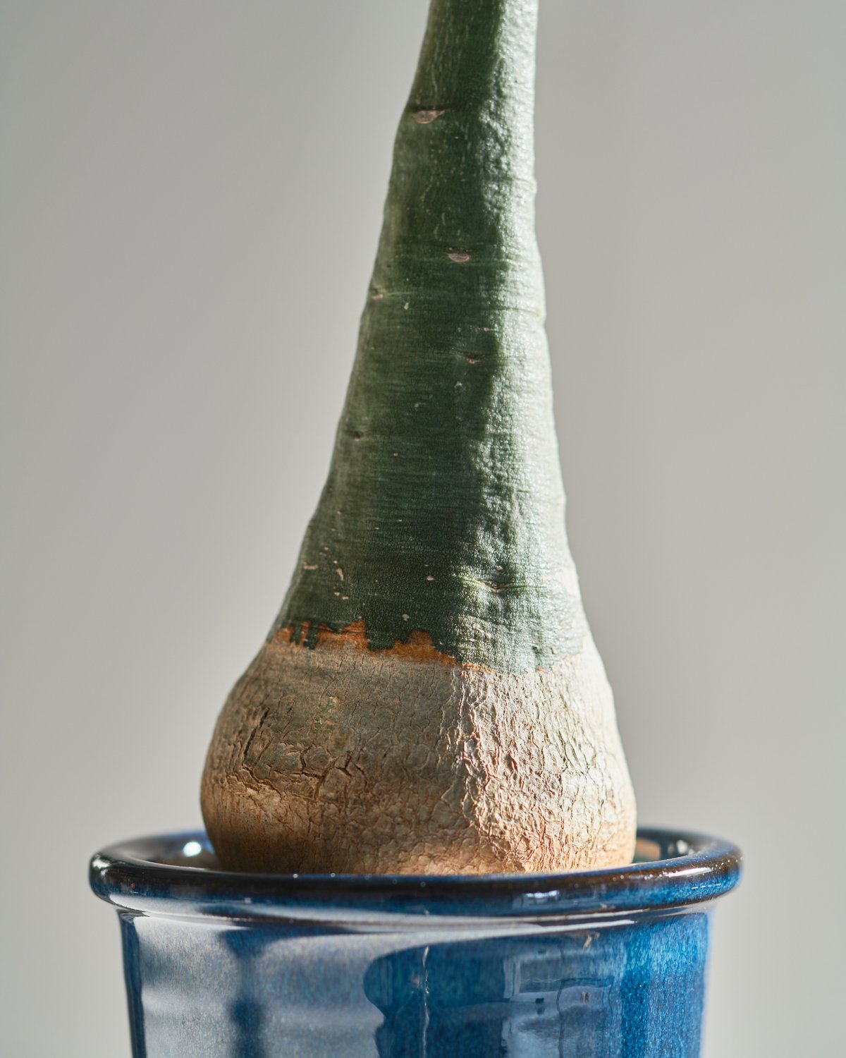 アデニア グラウカ blue pot | MEGASHEEP