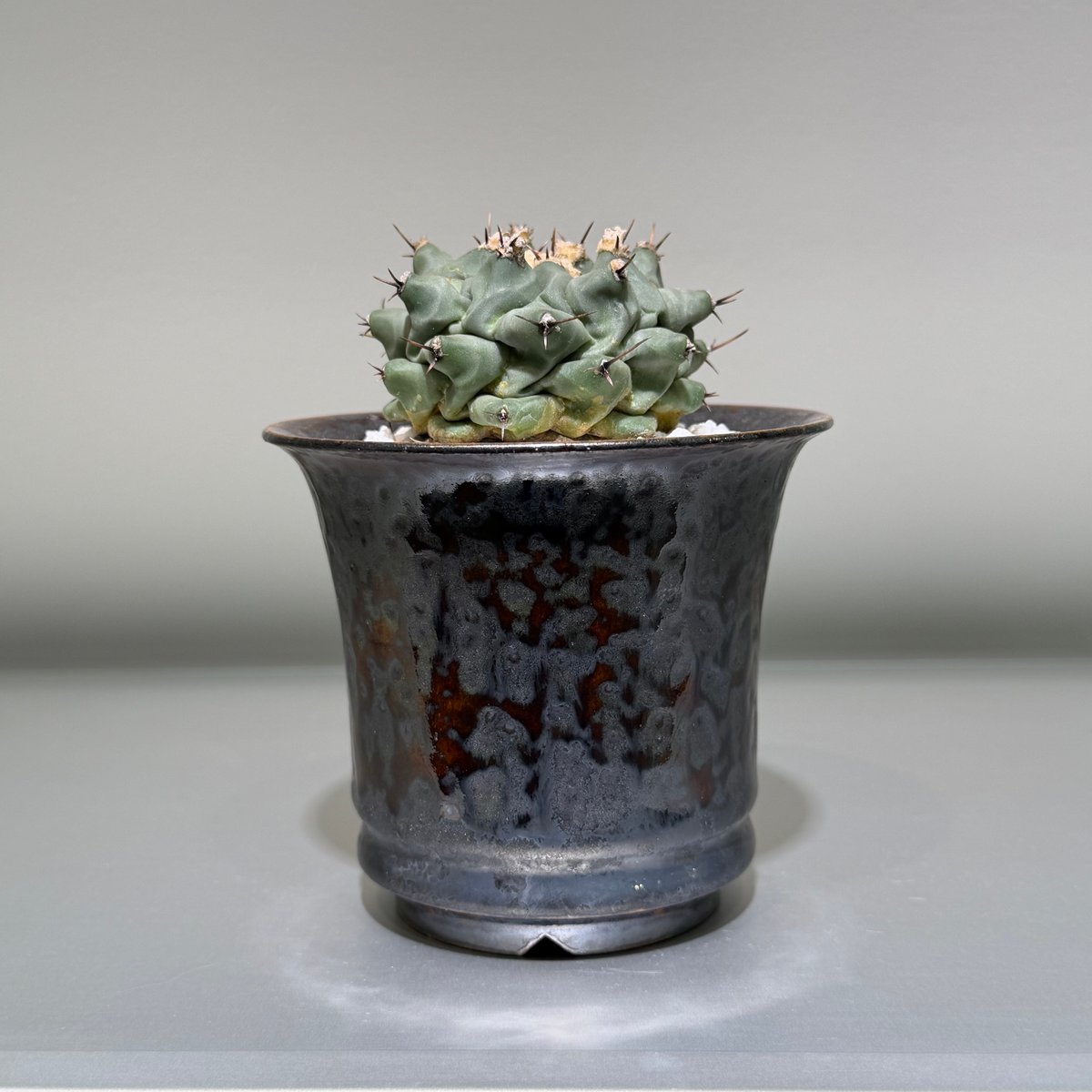 テロカクタス 眠り獅子 marble pot | MEGASHEEP