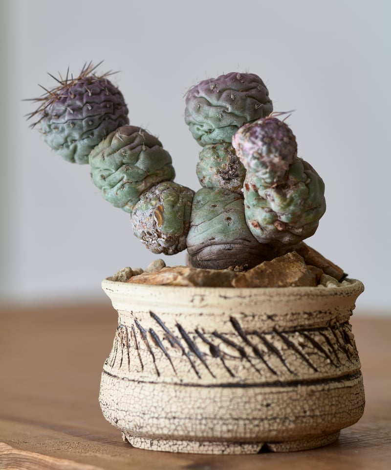 テフロカクタス ゲオメトリクス 斑入り × saki earthenware | MEGASHEEP