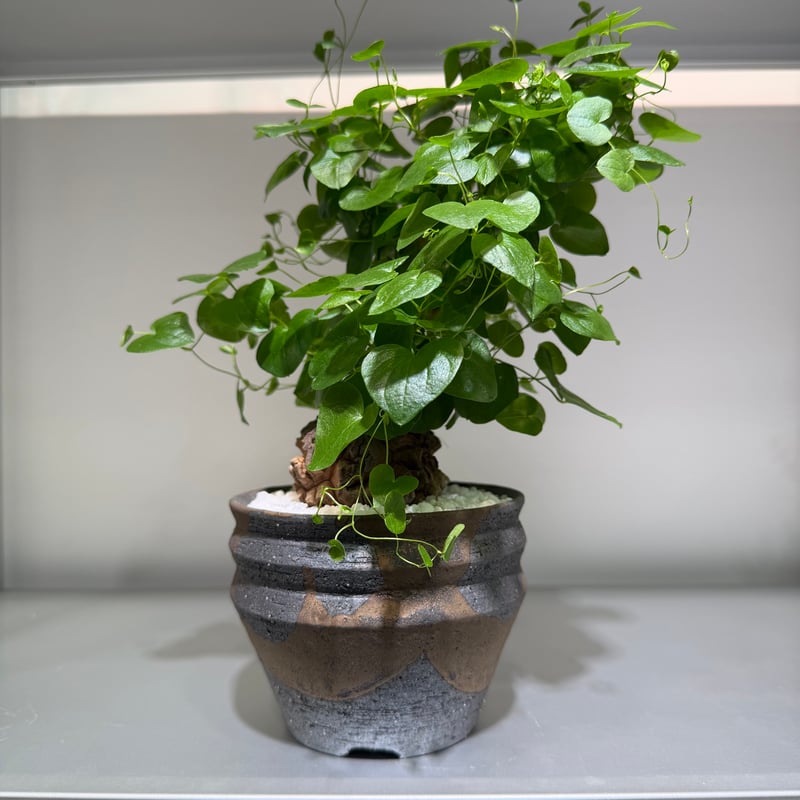 ディオスコレア エレファンティペス gray pot | MEGASHEEP