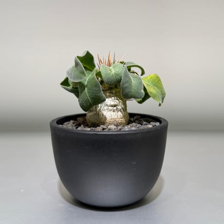 パキポディウム | STORES