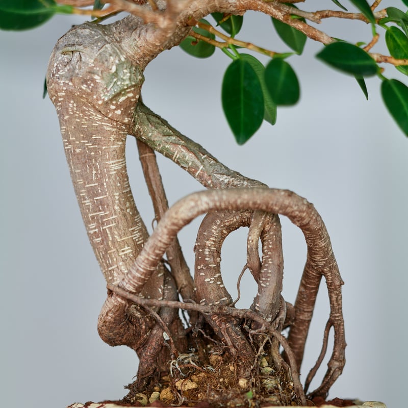 超特大　古木　フィカス　ミクロカルパ　25年物　陶器鉢のまま発送　コーデックス 超特大 古木 フィカス ミクロカルパ 25年物 陶器鉢のまま発送 コーデックス