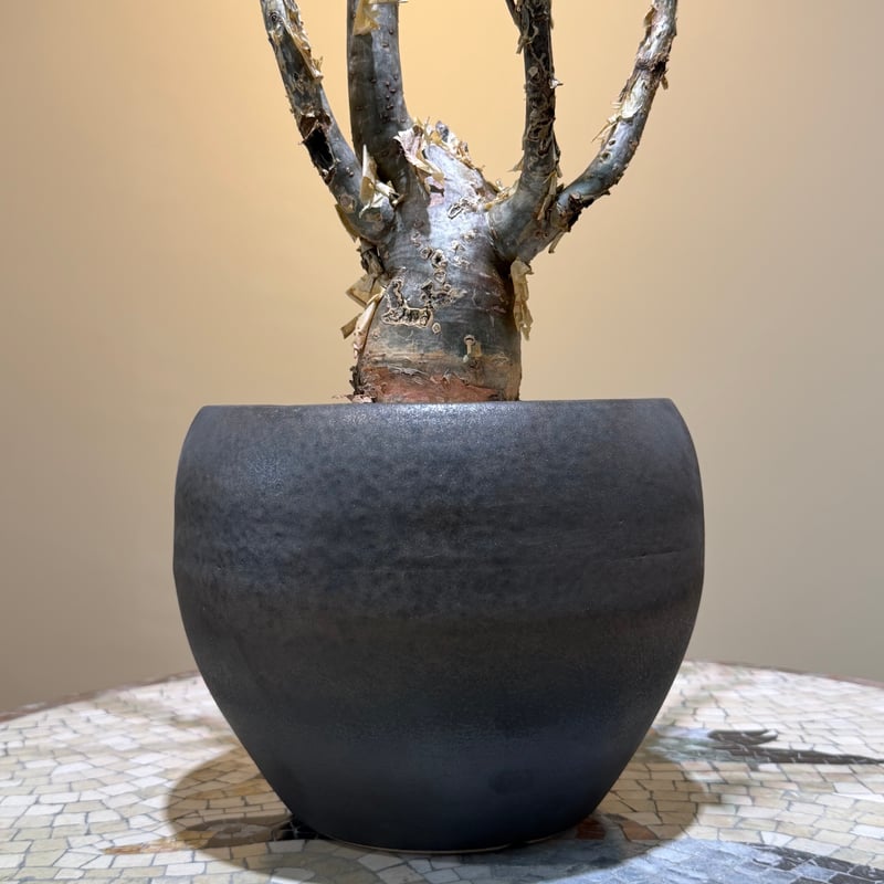 ブルセラファガロイデス　盆栽仕立て ブルセラ「ファガロイデス」 | STYLE