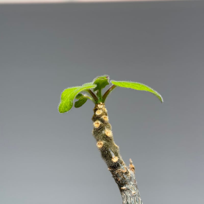 ウンカリーナグランディディエリ シャンプーの木 | MEGASHEEP
