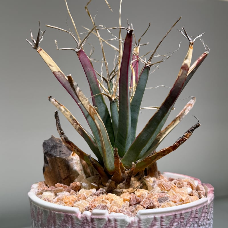 レウクテンベルギア プリンキピス 晃山 Pink pot | MEGASHEEP