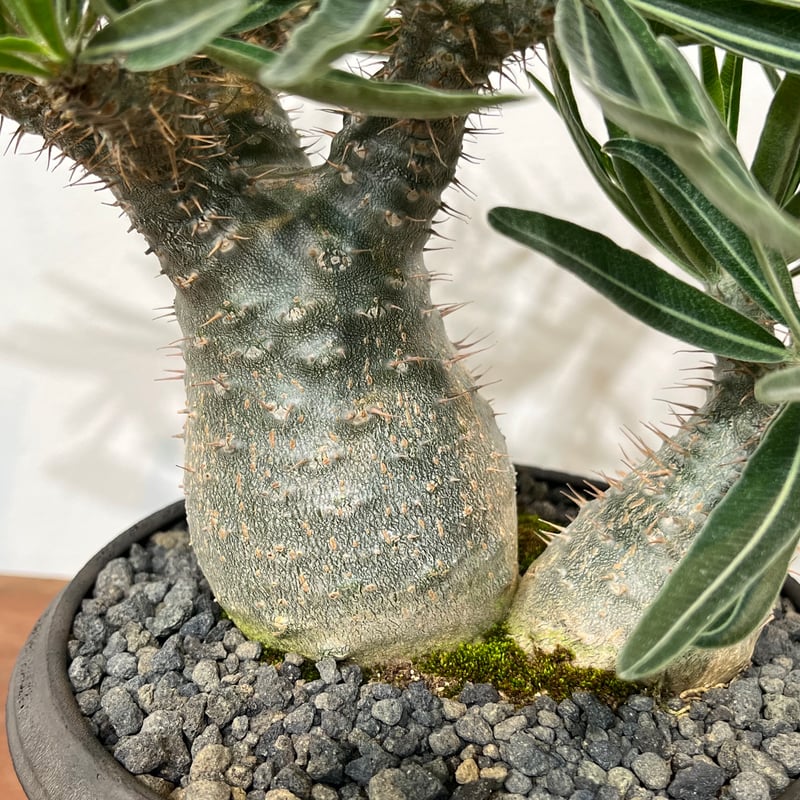 パキポディウムグラキリス × 小野瀬一 | MEGASHEEP