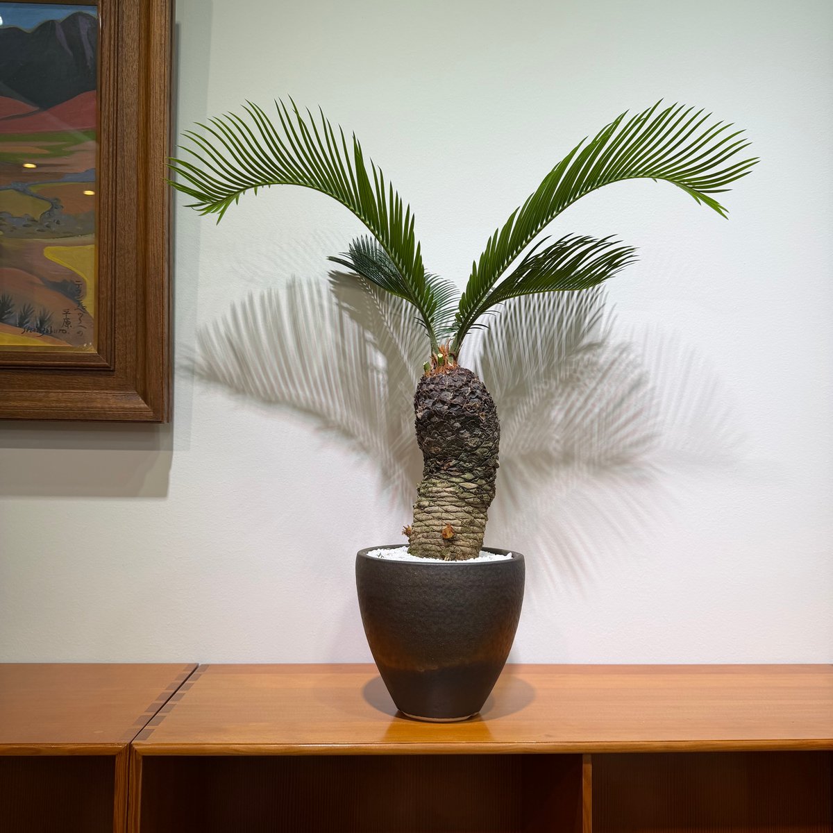 ソテツ サイカス レボルタ | MEGASHEEP