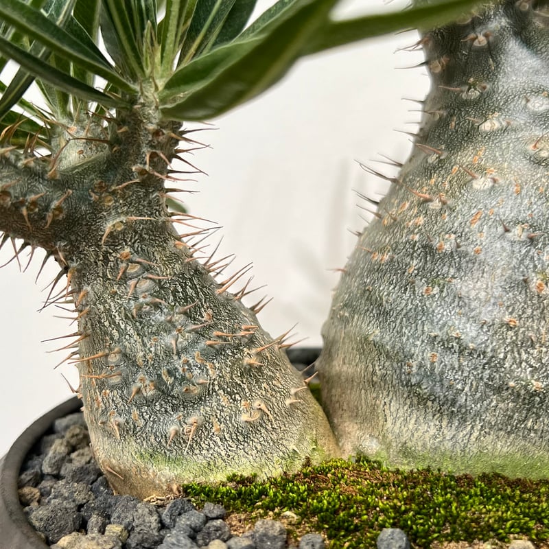 小野瀬一 陶器鉢 植物 アガベ サボテン グラキリス