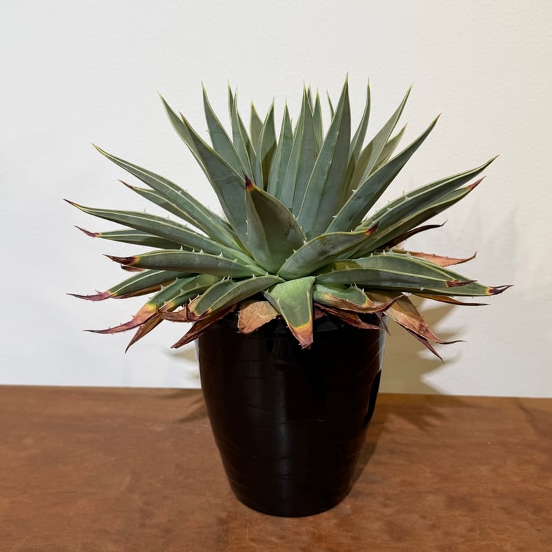 アロエ ポリフィラ 02 | MEGASHEEP