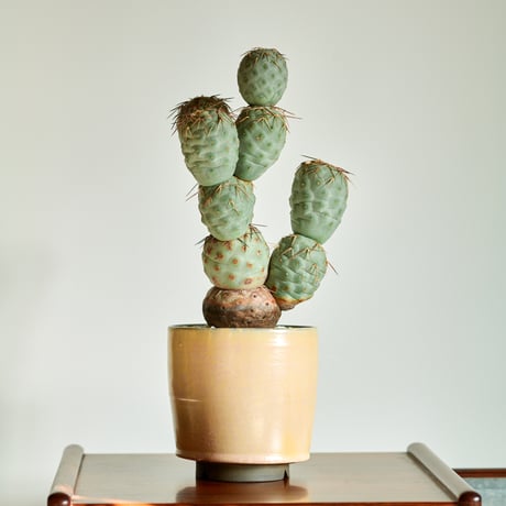 テフロカクタスゲオメトリクス | STORES