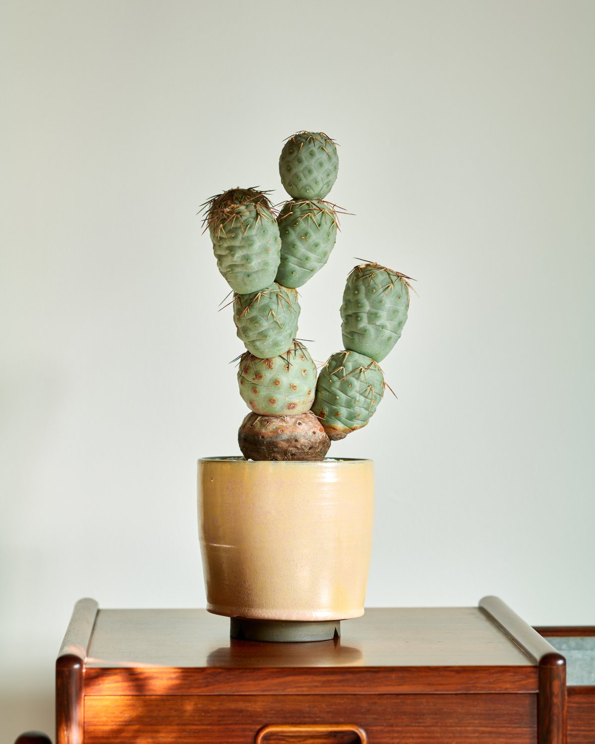 テフロカクタス ゲオメトリクス × saki KonomeAme-木の芽雨- | MEGASHEEP