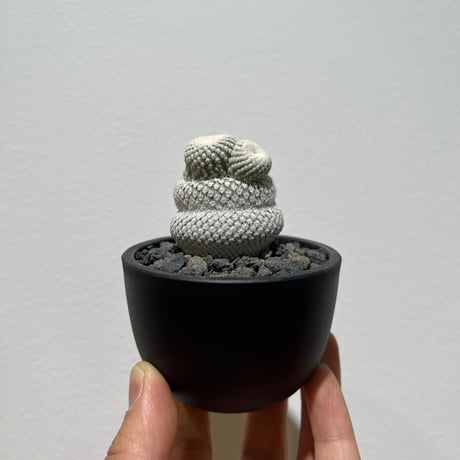 アワビ姫 販売 小人の帽子 群生 エピテランサ サボテン 多肉植物 Epithelantha bokei【エピテランサ・小人の帽子】 | RIMO'S