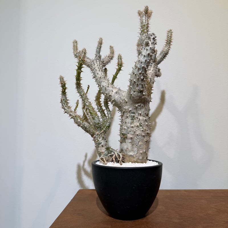 パキポディウム ホロンベンセ | MEGASHEEP