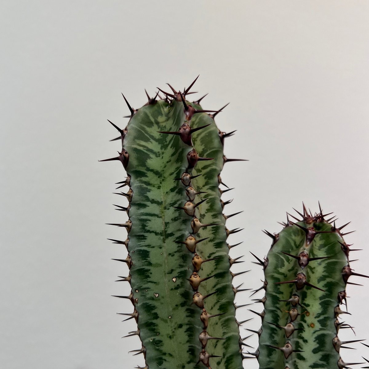 ユーフォルビア コンフィナリス ×QUTOTEN. ユーフォルビア コンフィナリス ×QUTOTEN. - メルカリ