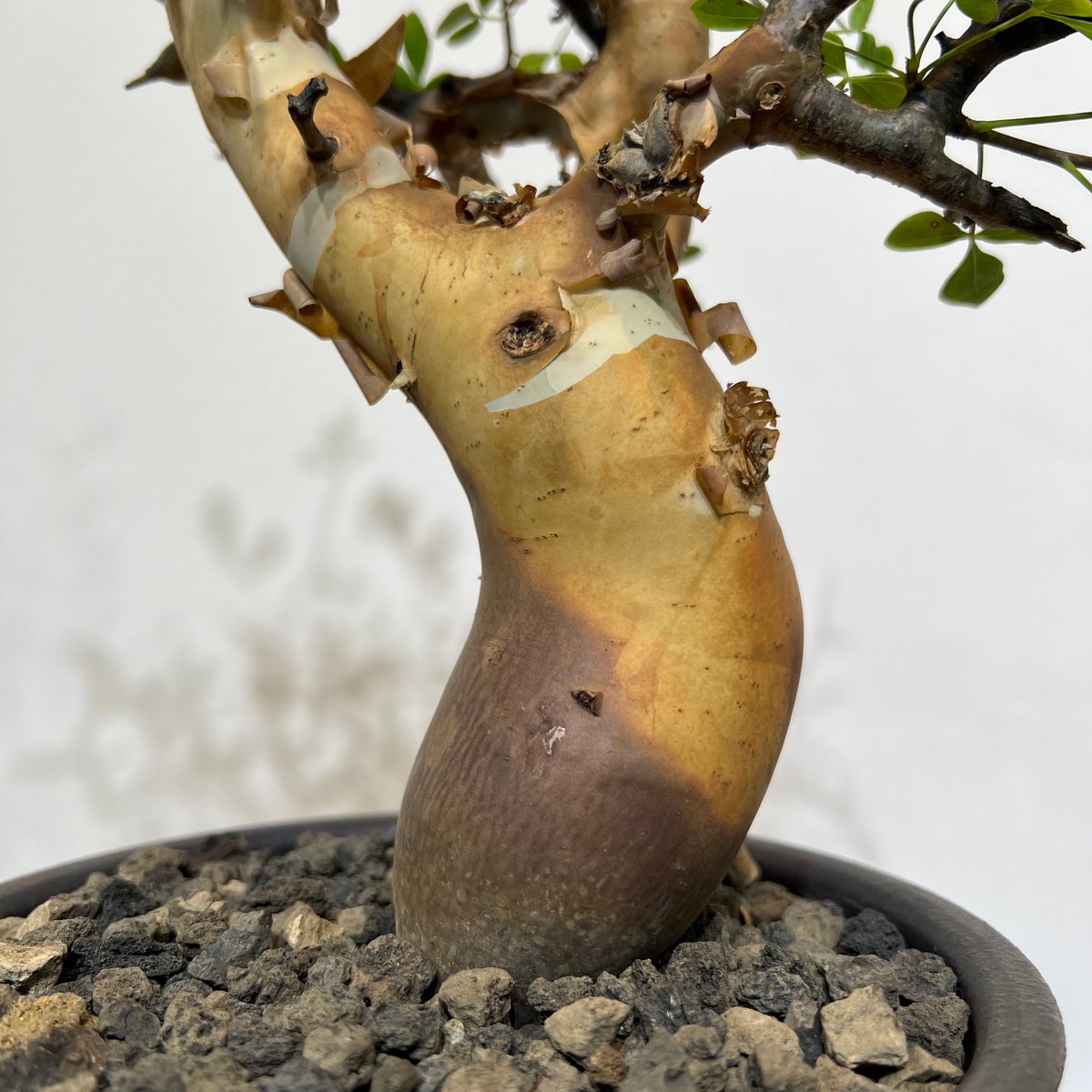 コミフォラ カタフ ピュア | MEGASHEEP